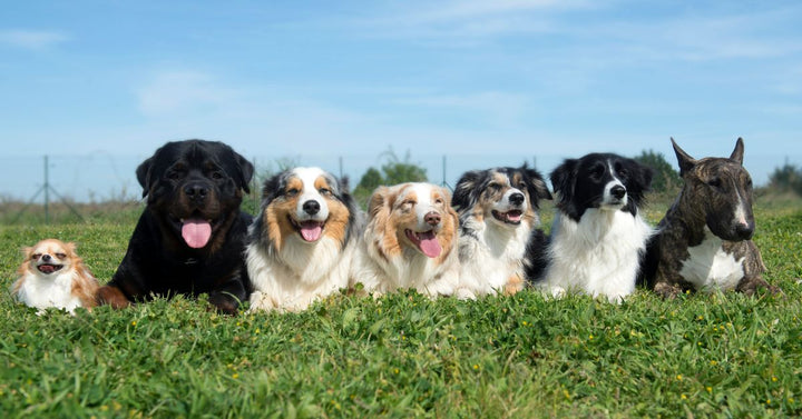 A group of dogs at a park