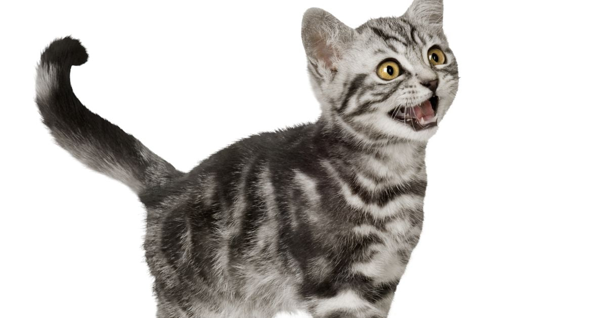 Natural Supplements for Boosting Your Cat's Immune System - Camelus