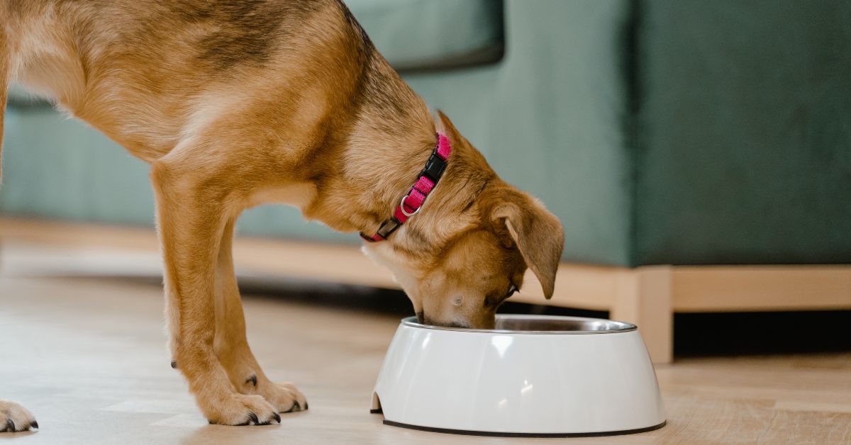 Why Feed Your Dog Supplements? - Camelus