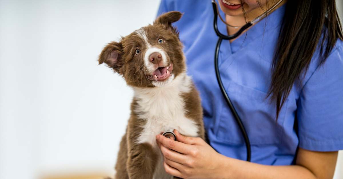 Boosting Your Dog's Immune System: The Benefits Of Dog Supplements - Camelus