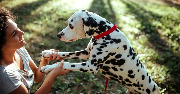 Dog walker with Dalmatian dog