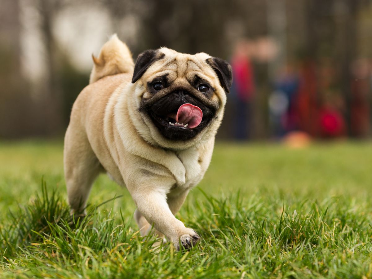 Do Supplements Actually Help Dogs? - Camelus