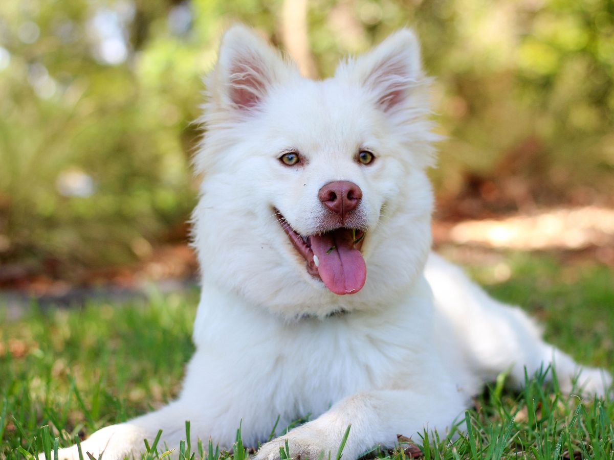The Importance Of Skin Health For Dogs: How Dog Supplements Can Help - Camelus