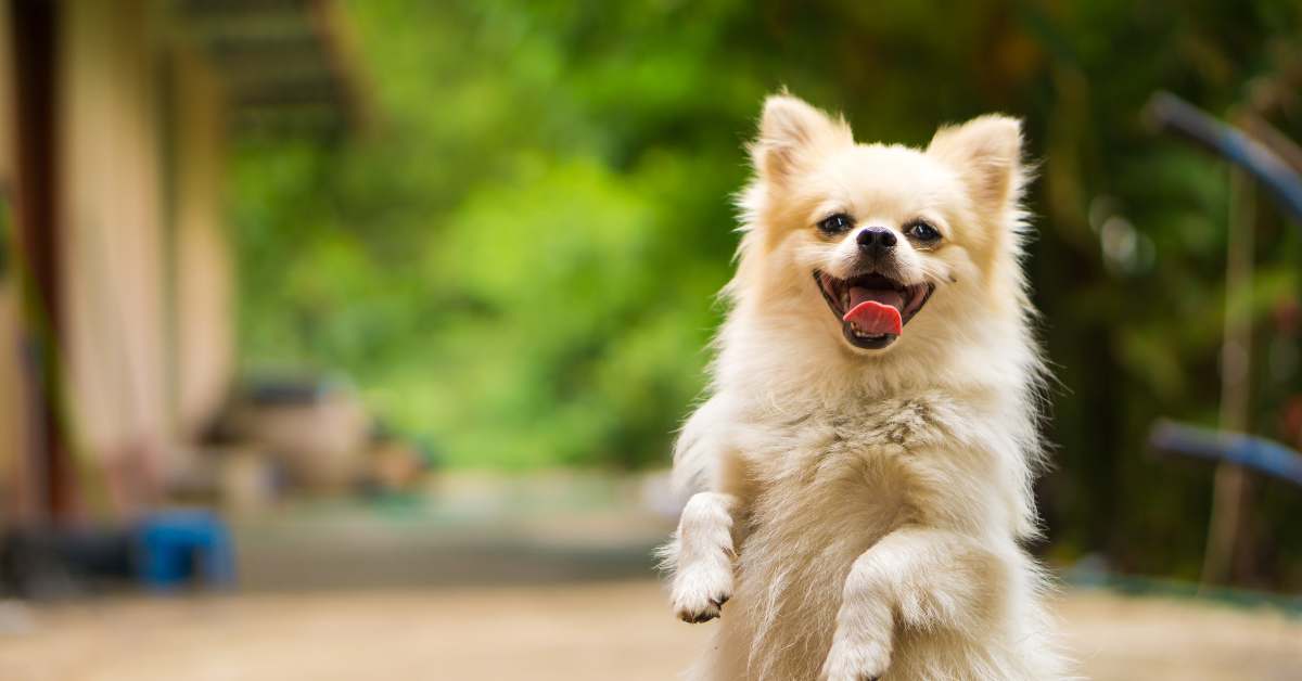 An In-Depth Analysis of Vet-Formulated Dog Multivitamins: Benefits, Ingredients, and Considerations - Camelus