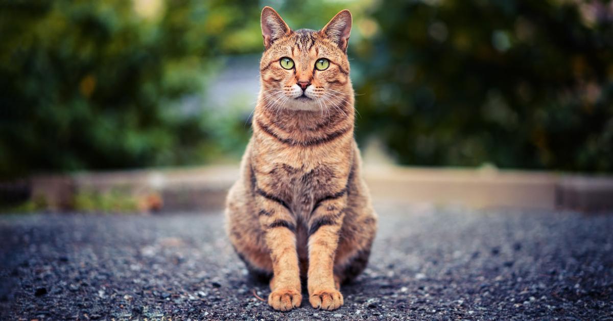 Top  Cat Vitamins Every Cat Owner Should Know About - Camelus
