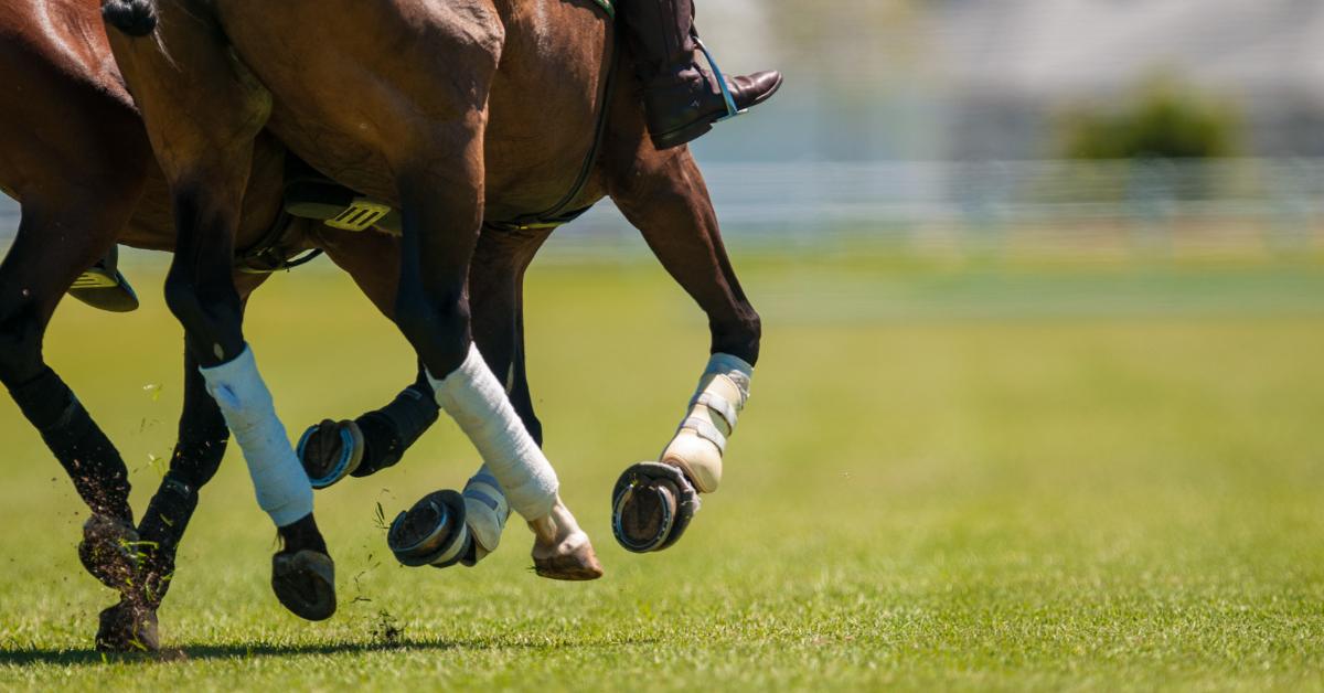 Hoof Health: Understanding The Importance Of Supplements For Your Horse's Hooves - Camelus