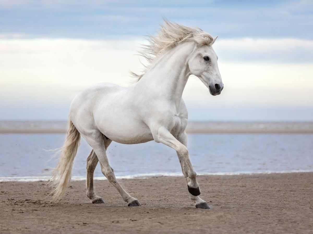 Does My Horse Need Joint Supplements? - Camelus