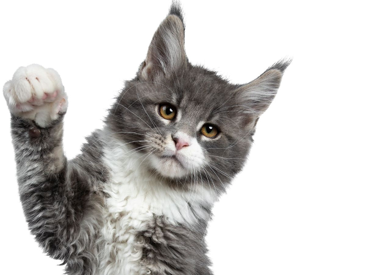 Why Your Cat Needs Joint Supplements: Tips For Keeping Your Feline Friend Agile And Active - Camelus