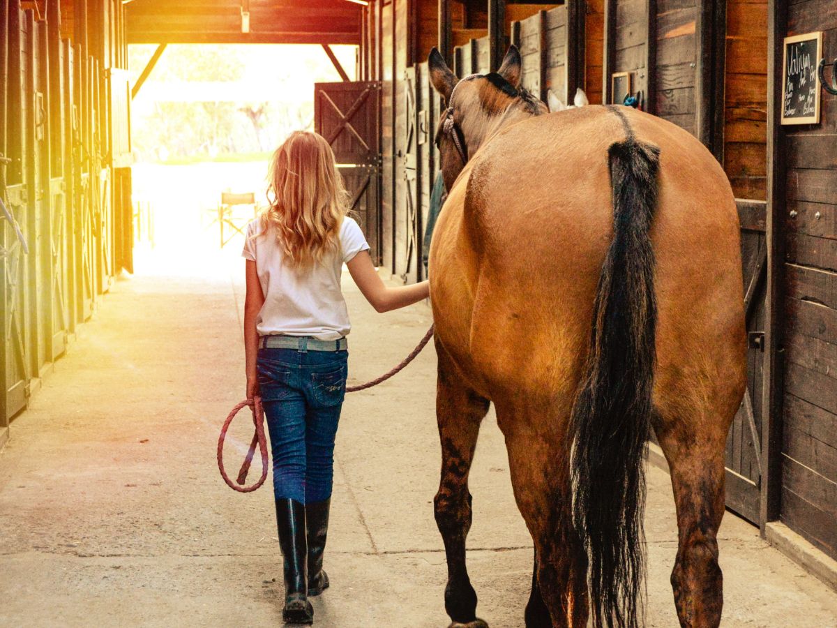 Building Immunity In Horses: A Look At Essential Supplements - Camelus