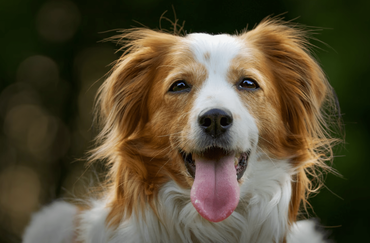 Best Supplement For Itching And Allergies In Dogs - Camelus