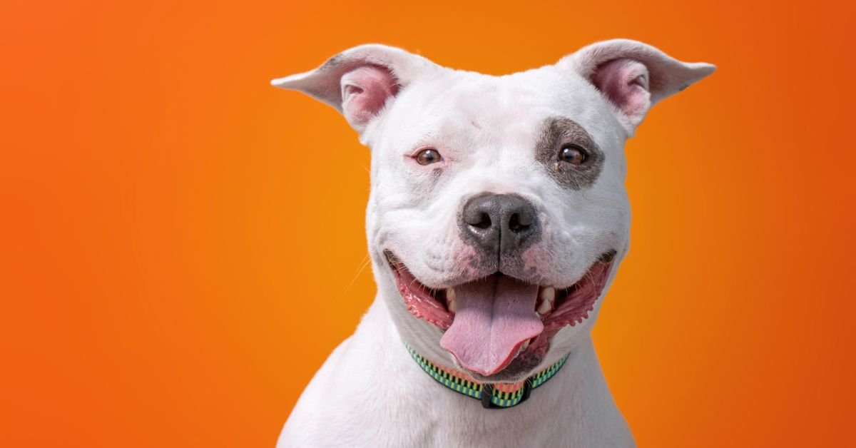 What Are Dog Supplements And What Do They Do? - Camelus