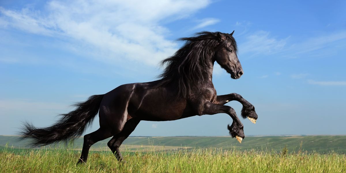 A Guide To Horse Joint Supplements: What You Need To Know - Camelus