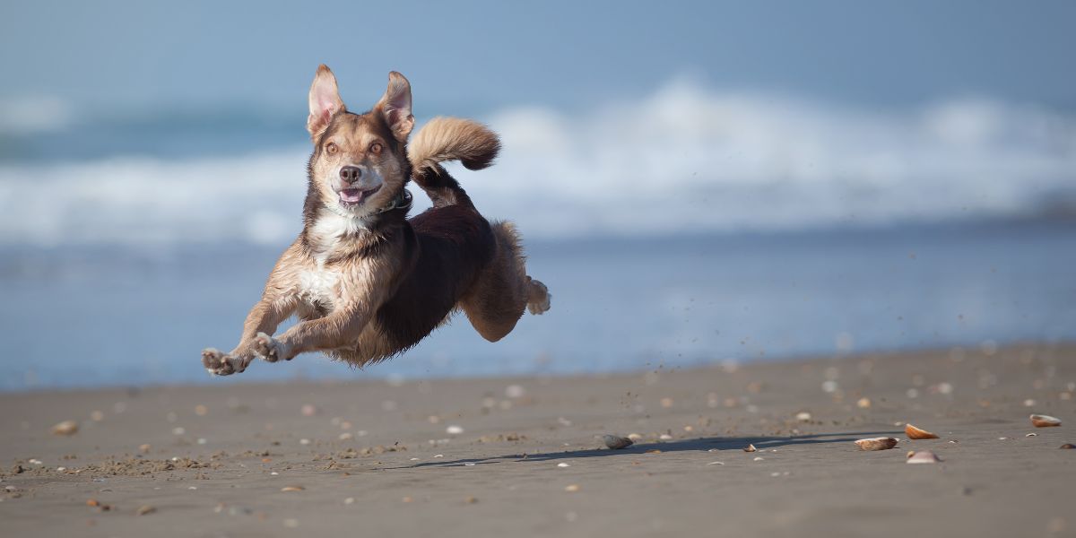 Dog Supplements For Weight Gain - Camelus