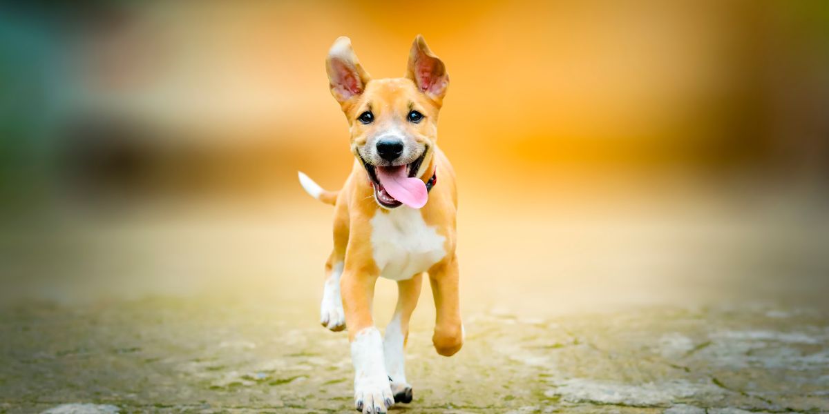 10 Essential Dog Supplements for Optimal Health and Longevity - Camelus