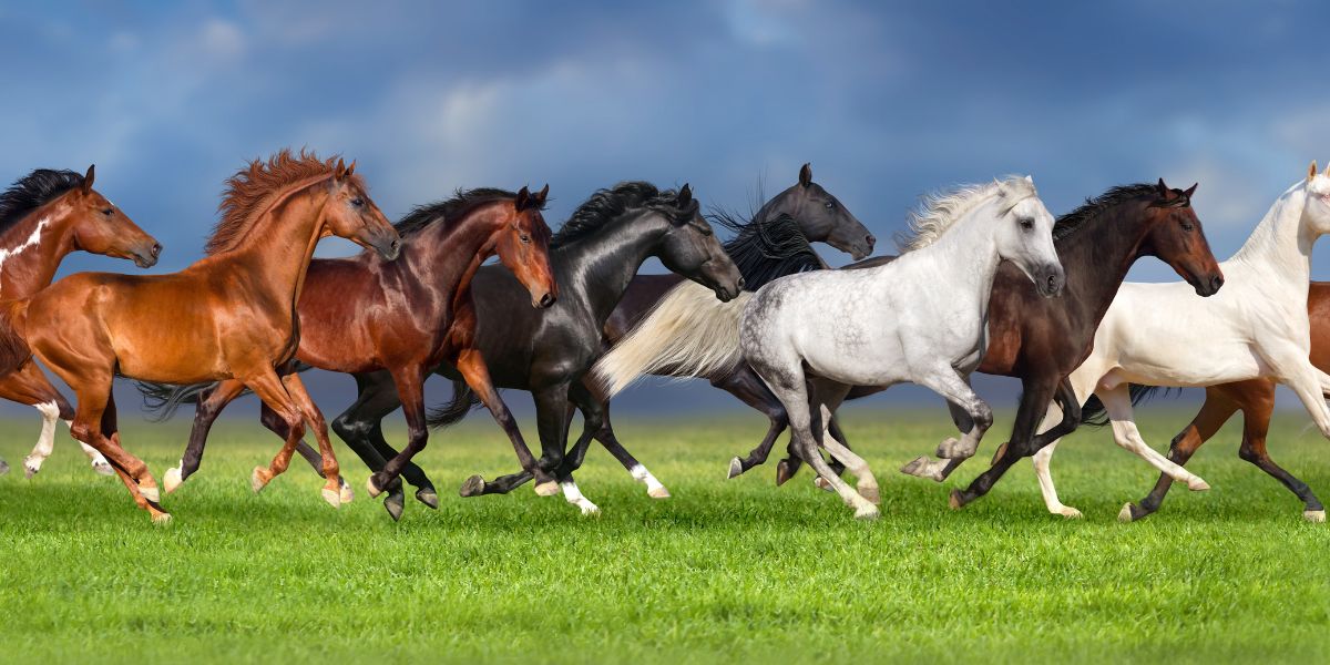 Horse Joint Supplements Guide 2023 - Camelus