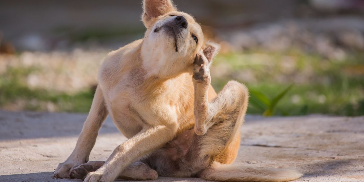 Dog Supplements For Itchy Skin - Camelus