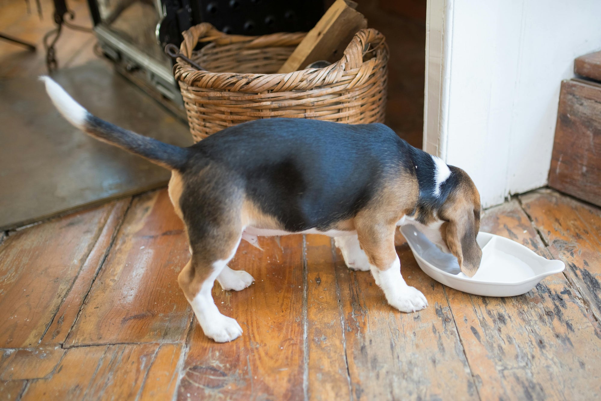 The Regulation of Pet Supplements in South Africa: What Owners Should Know - Camelus