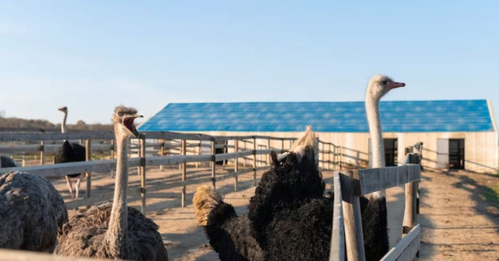 rural life lifestyle growing ostriches