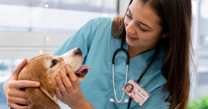  veterinarian checking dog