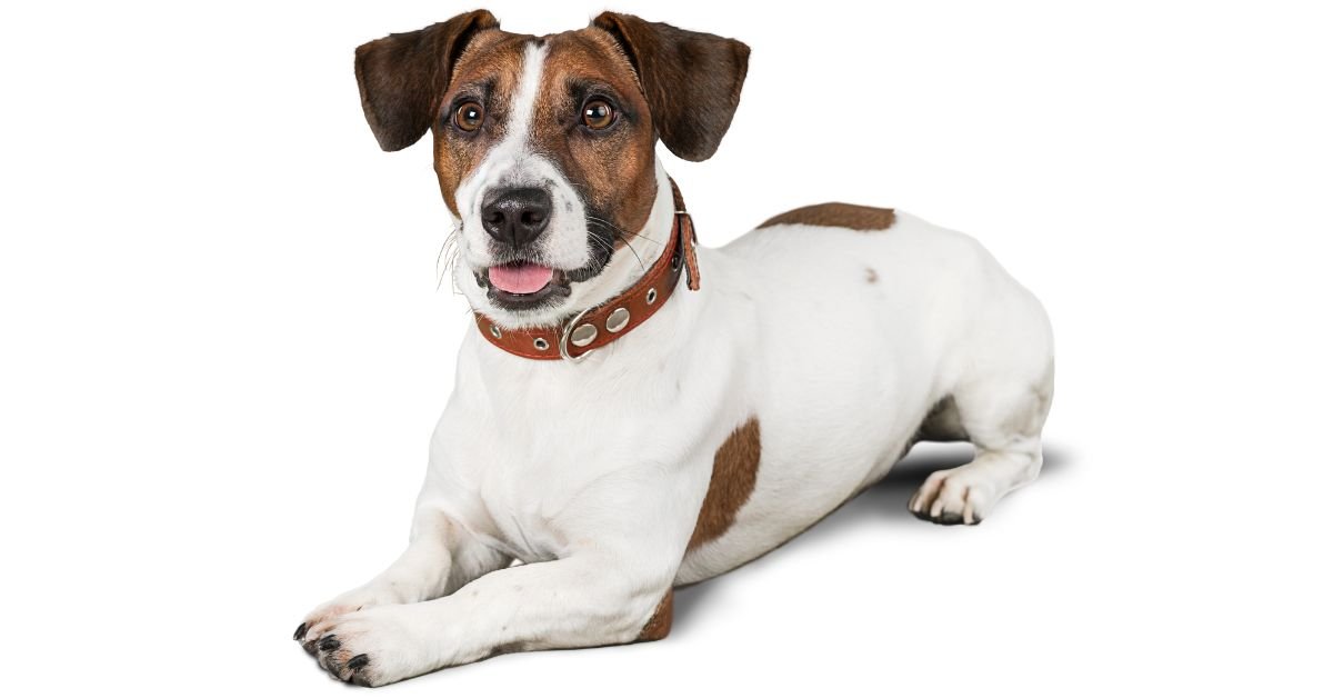 7 Vitamins Your Dog Needs For A Healthy Life - Camelus