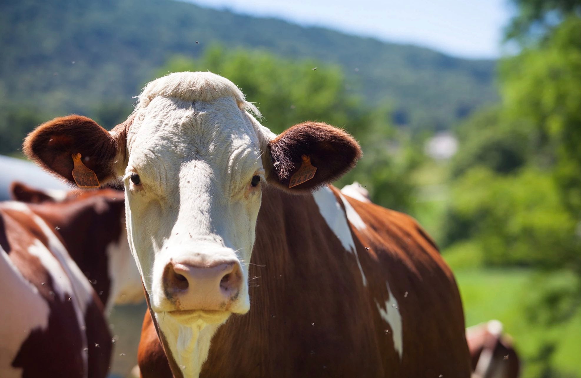 Cattle Supplements - Camelus
