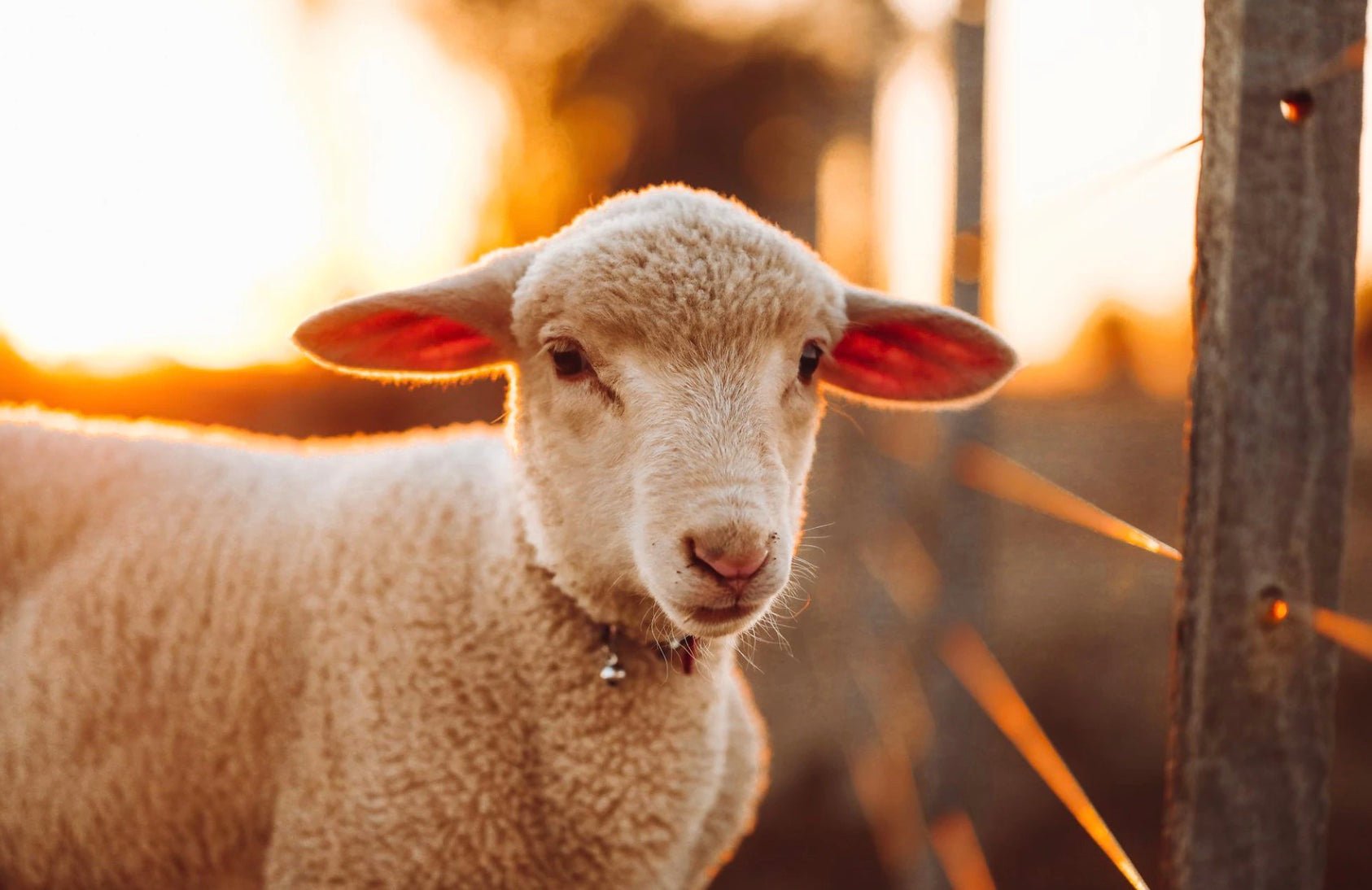 Farm Animal Supplements - Camelus