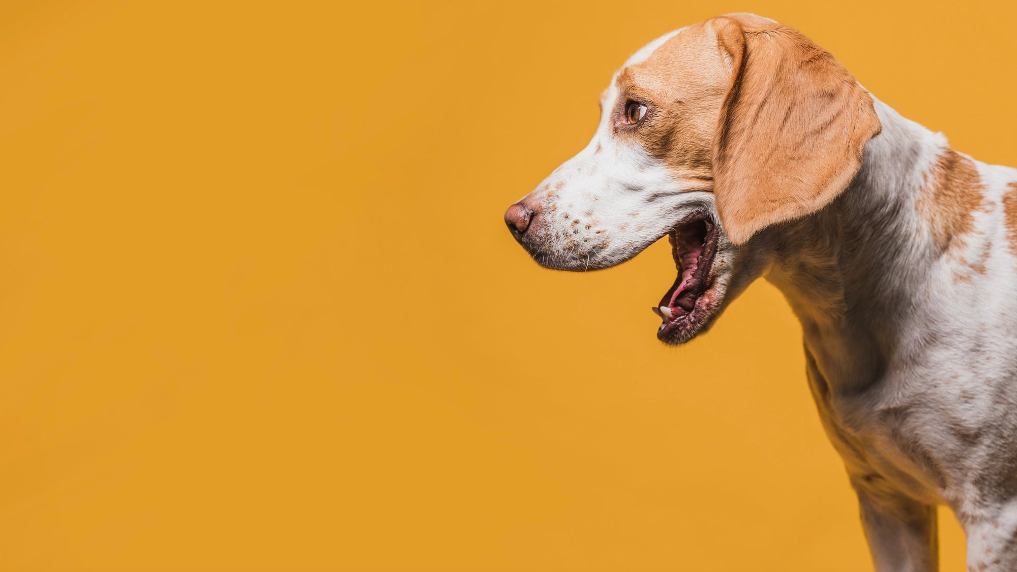 Healthy Dog Treats - Camelus