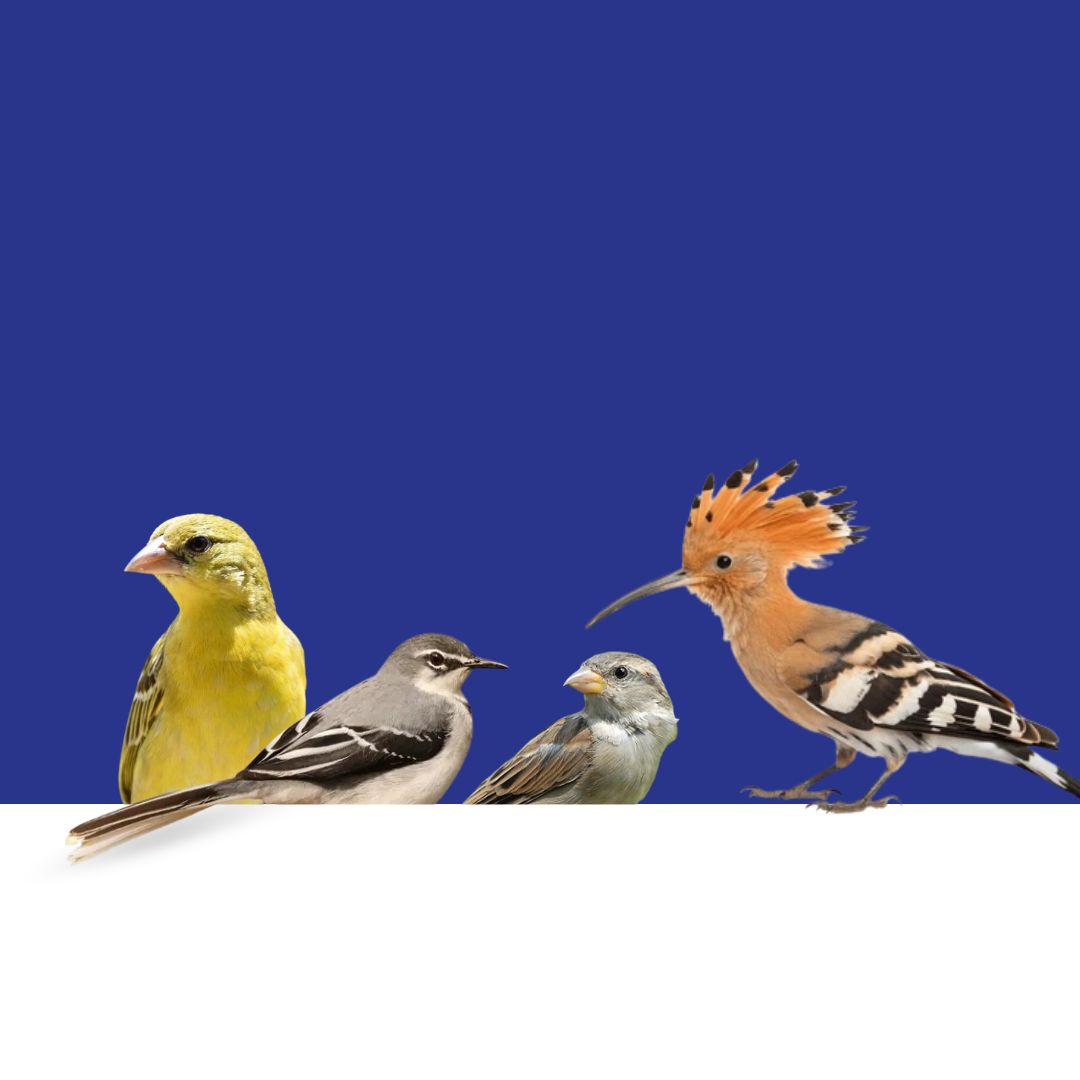 Birds & Pigeon Supplements - Camelus
