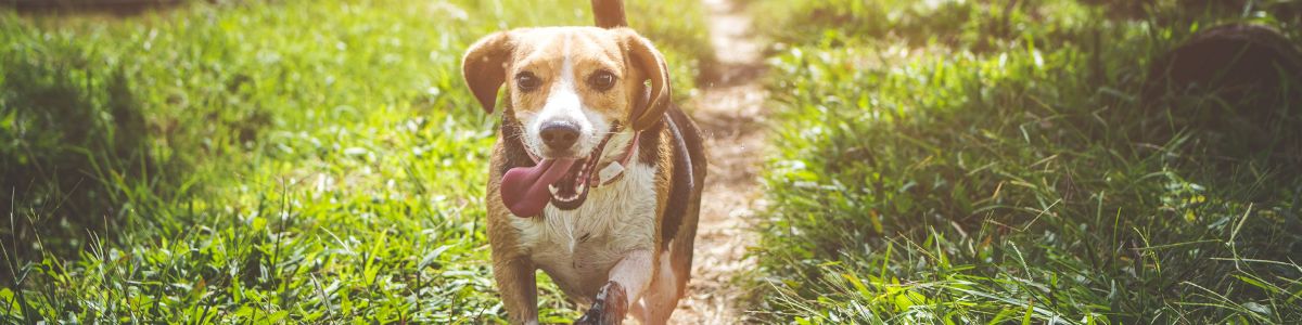 Dog Supplements for Itchy Skin - Camelus