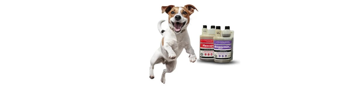 Multivitamin Supplements For Dogs - Camelus