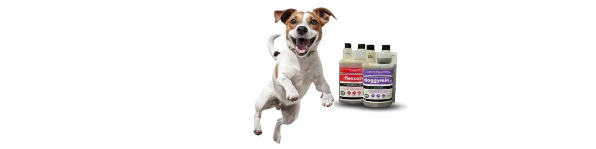 Holistic Dog Supplements - Camelus