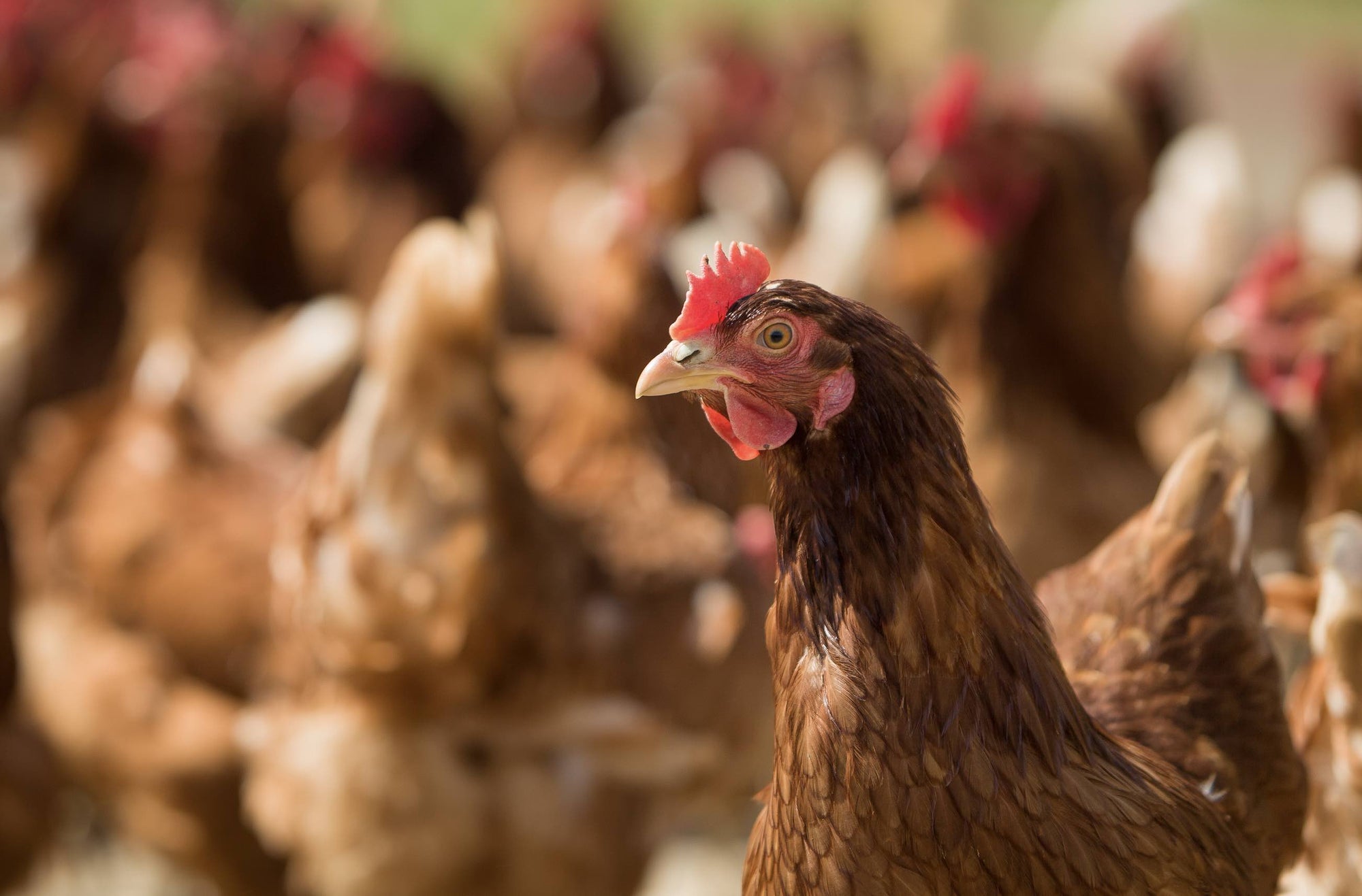 Poultry Supplements - Camelus