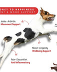FlexCare (Joint & Movement Support For Dogs) - Camelus - Joint | Mobility | Inflammation | Pain | Discomfort