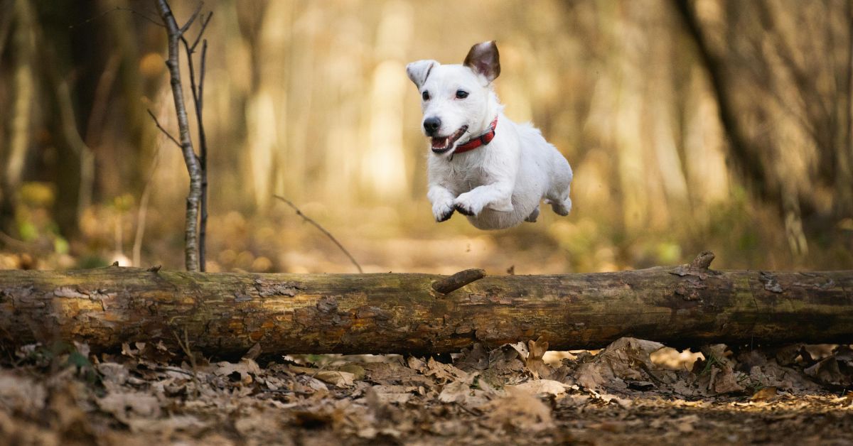 Managing Extreme Conditions with Enhanced Joint Support for Dogs