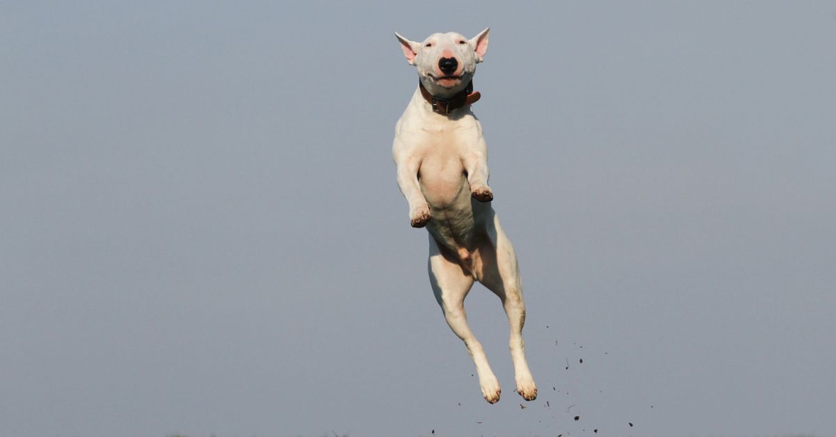White dog jumping high