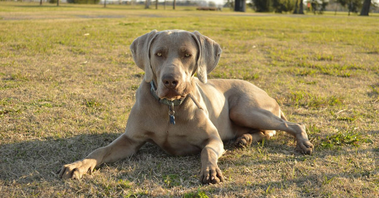 View of Efficacy in Different Breeds and Sizes: Do Large Dogs Benefit More Fro ...