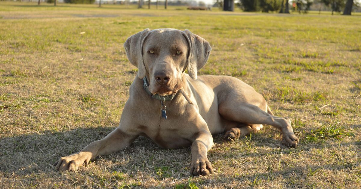 A Big Dog Lying on Green Grass Field