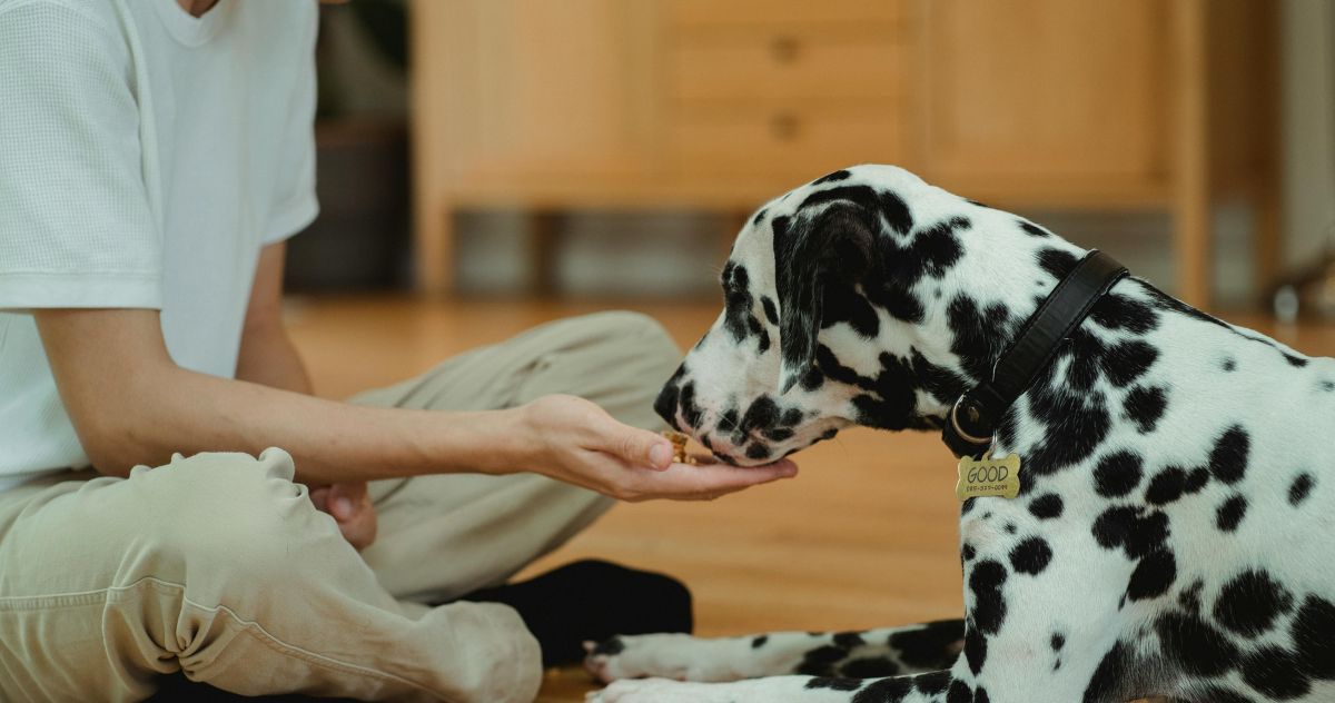 The Importance of Vitamin E in Preventing Skin Issues and Allergies in Dogs - Camelus