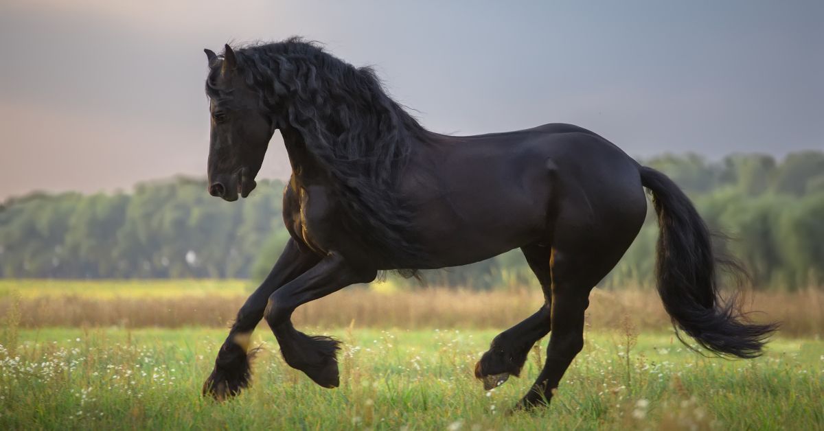 A black horse