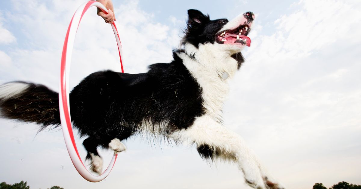 Understanding Fulvic Acid and Its Benefits for Canine Joint Health - Camelus