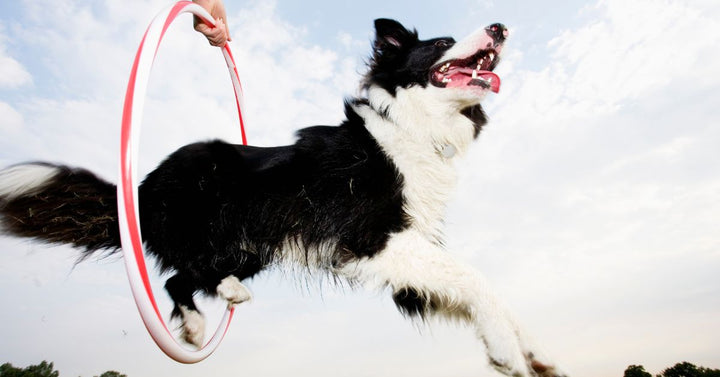 A dog jumping through a hoop⁠