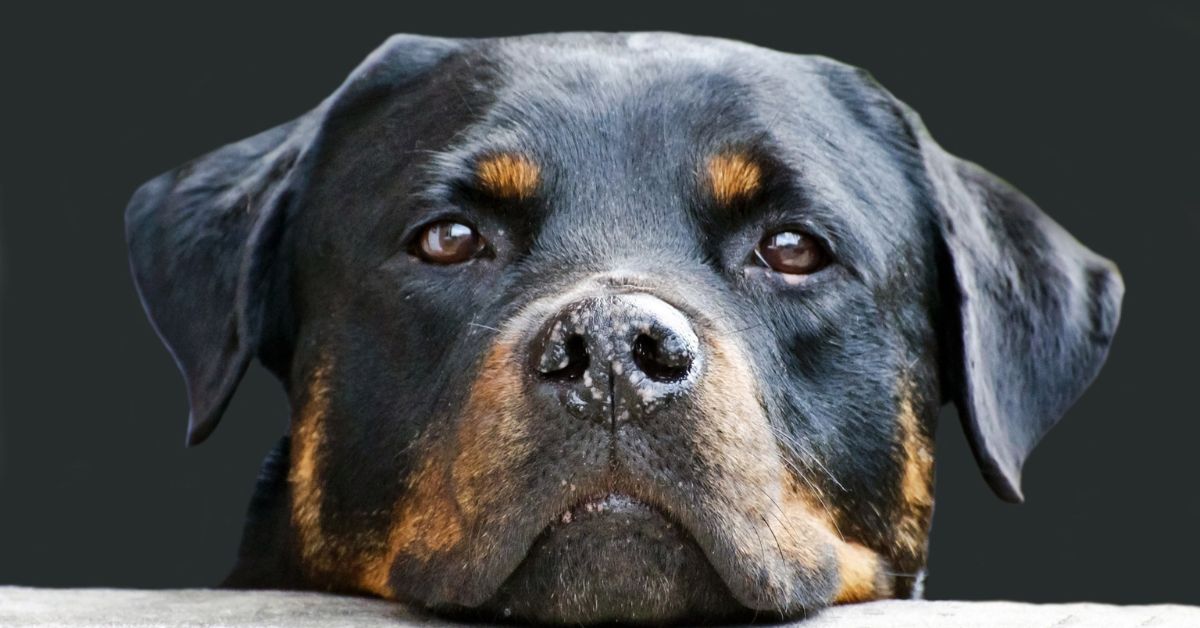 A dog's face close up