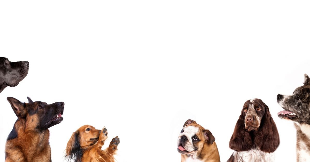 Dog Supplements Guide 2023 - Camelus