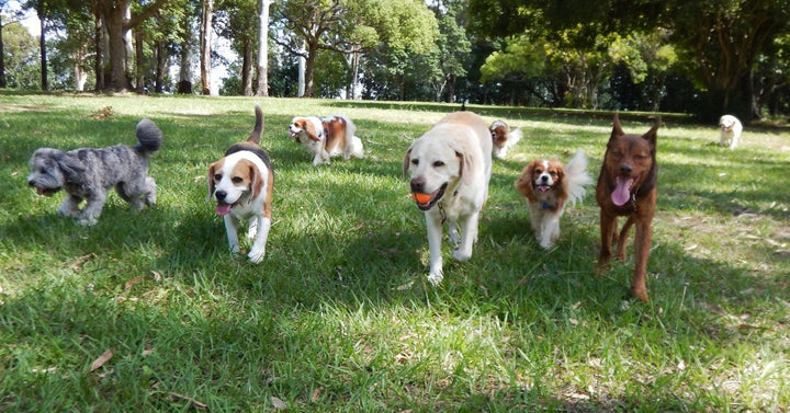 A group of dogs in a park