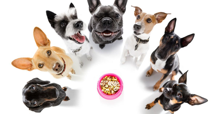 A group of dogs surrounding a bowl