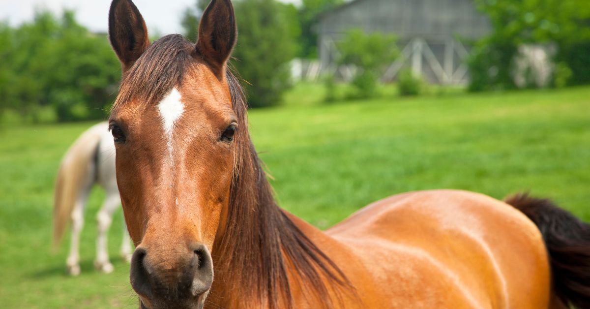 A horse close up picture