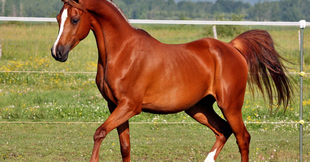 How Supplements Can Improve Your Horse’s Performance and Well-Being - Camelus
