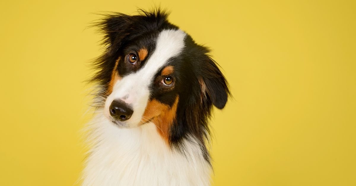 How To Choose Supplements For Dogs With Allergies - Camelus