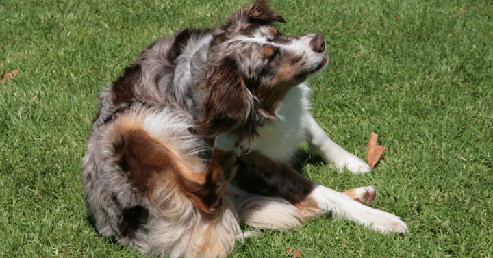 Australian Shepherd Dog Scratching