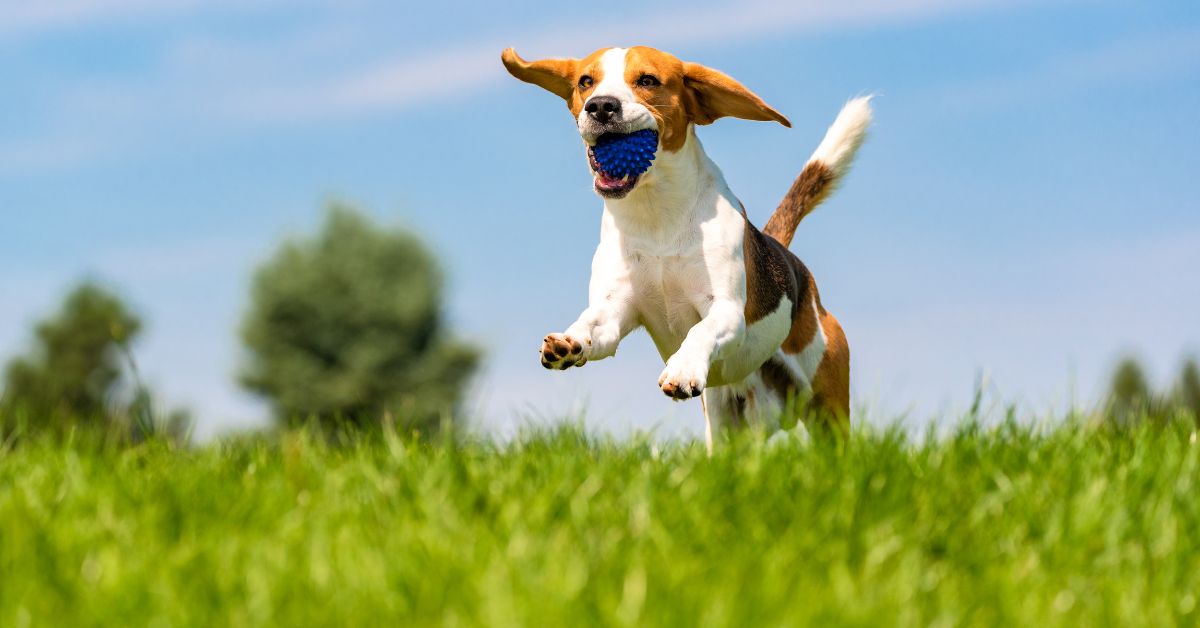 Chondroitin Sulphate: A Key Ingredient for Joint Support in Dogs - Camelus